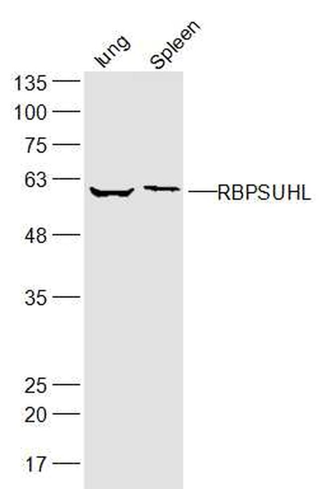 RBPSUHL Antibody in Western Blot (WB)