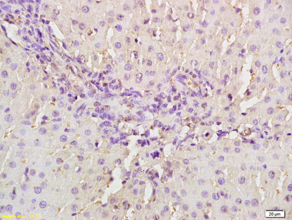 MASP2 Antibody in Immunohistochemistry (Paraffin) (IHC (P))