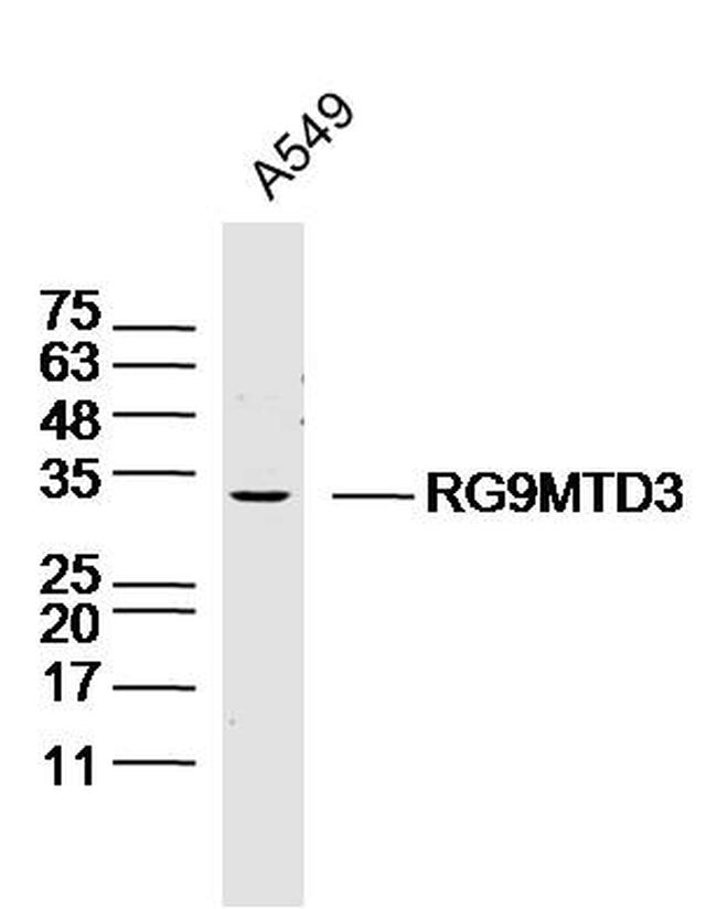 RG9MTD3 Antibody in Western Blot (WB)