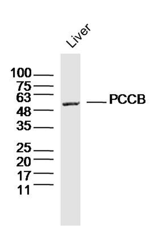 PCCB Antibody in Western Blot (WB)