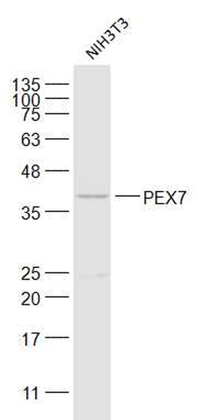 PEX7 Antibody in Western Blot (WB)