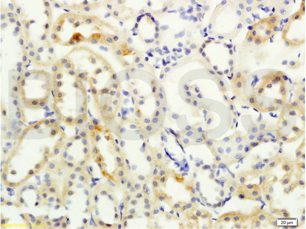 SLC8A2 Antibody in Immunohistochemistry (Paraffin) (IHC (P))