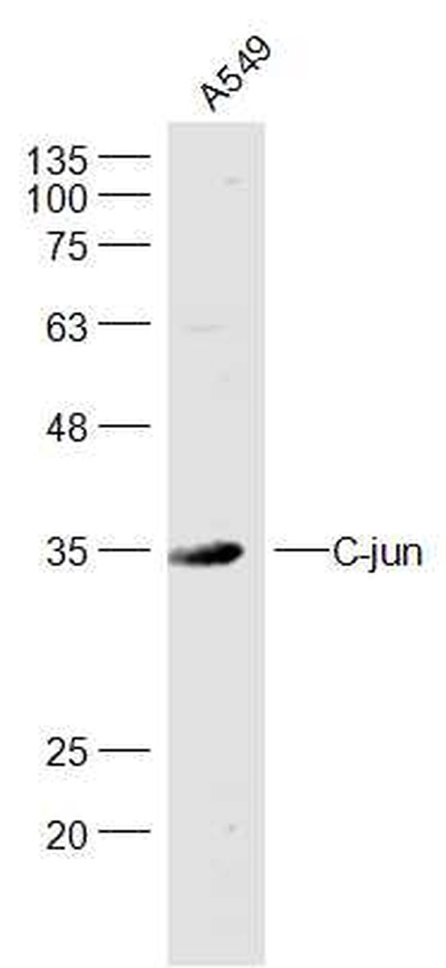 C-jun Antibody in Western Blot (WB)