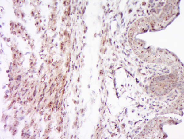 SOCS7 Antibody in Immunohistochemistry (Paraffin) (IHC (P))