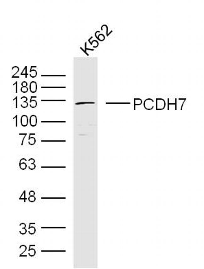 PCDH7 Antibody in Western Blot (WB)