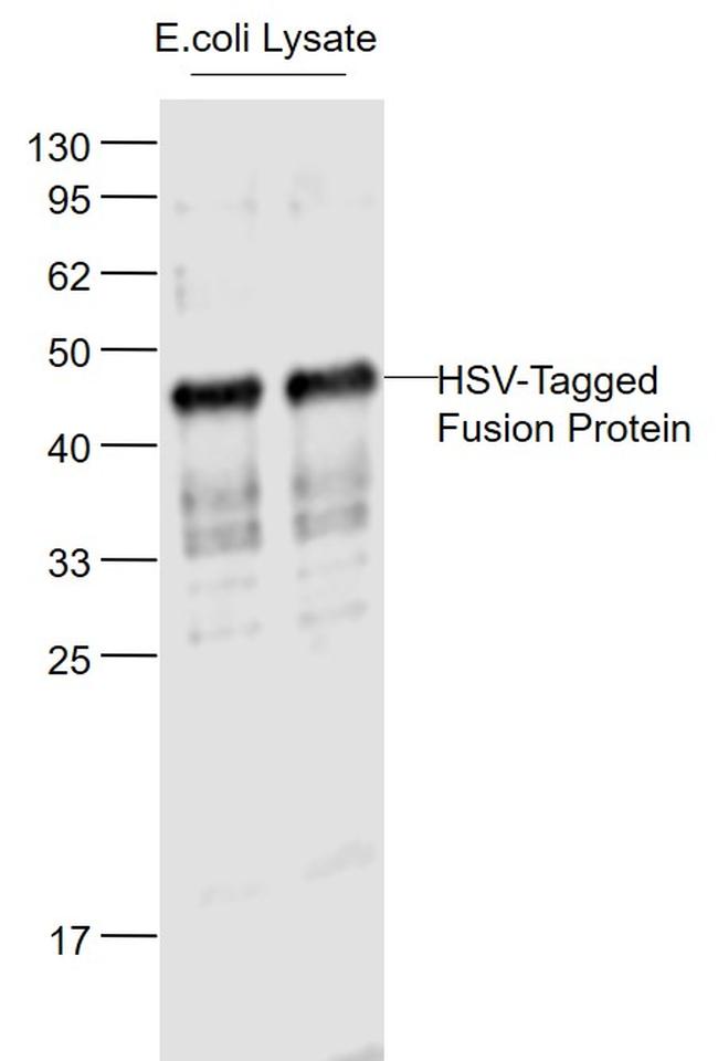 HSV Tag Antibody in Western Blot (WB)
