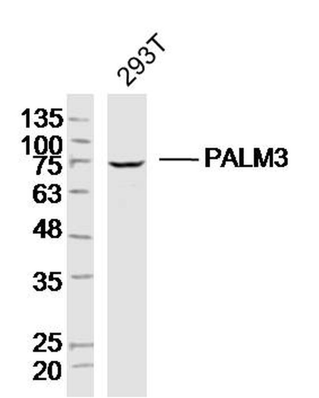 PALM3 Antibody in Western Blot (WB)