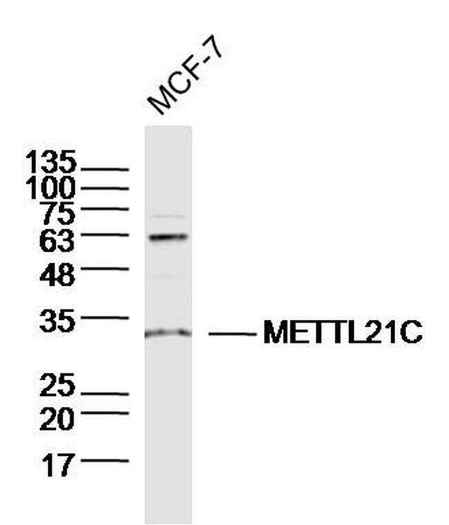 METTL21C Antibody in Western Blot (WB)