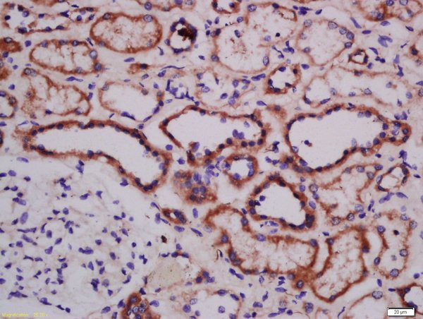 ATG101 Antibody in Immunohistochemistry (Paraffin) (IHC (P))