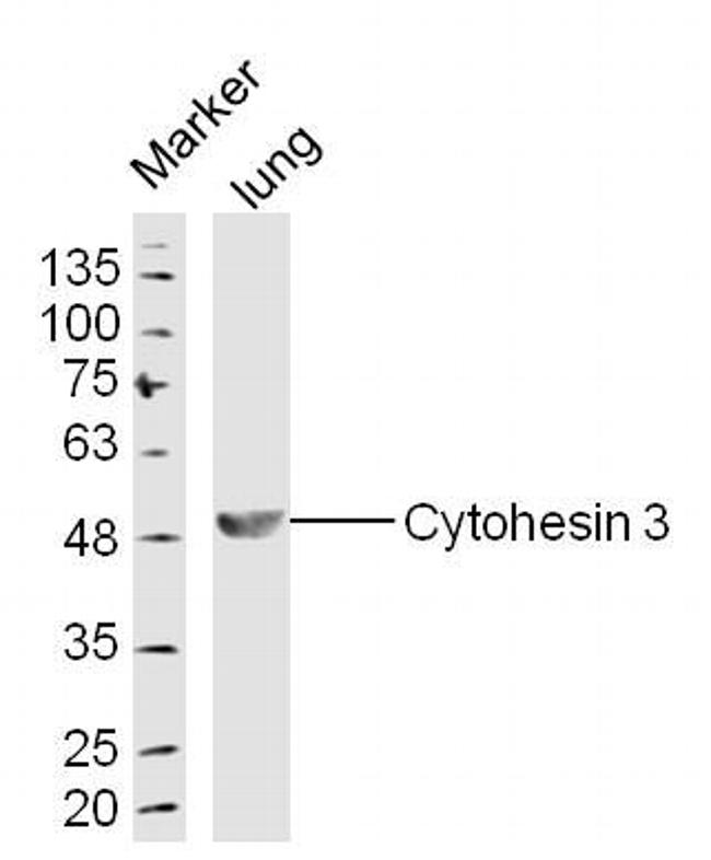 Cytohesin 3 Antibody in Western Blot (WB)