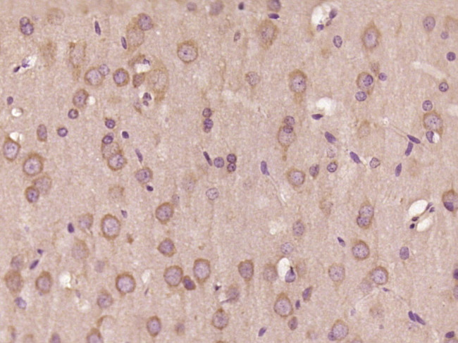 TRIM23 Antibody in Immunohistochemistry (Paraffin) (IHC (P))
