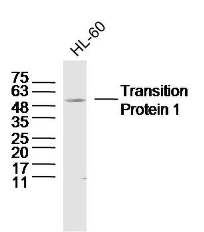 Transition Protein 1 Antibody in Western Blot (WB)