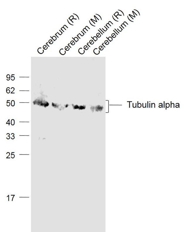 TUBA1A/TUBA1B Antibody in Western Blot (WB)