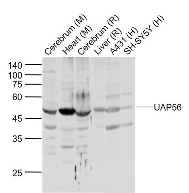 UAP56 Antibody in Western Blot (WB)