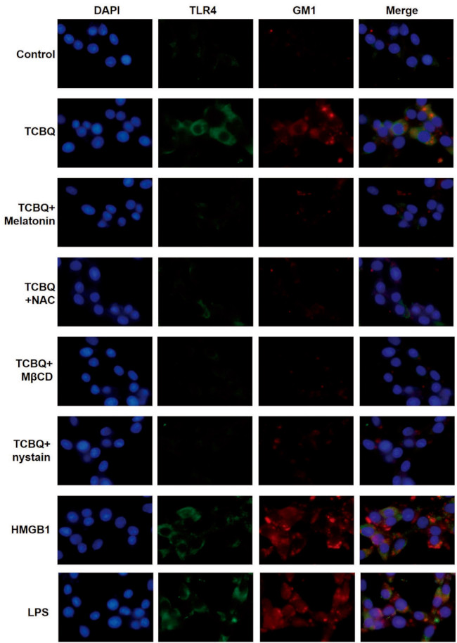 TLR4 Antibody in Immunocytochemistry (ICC/IF)