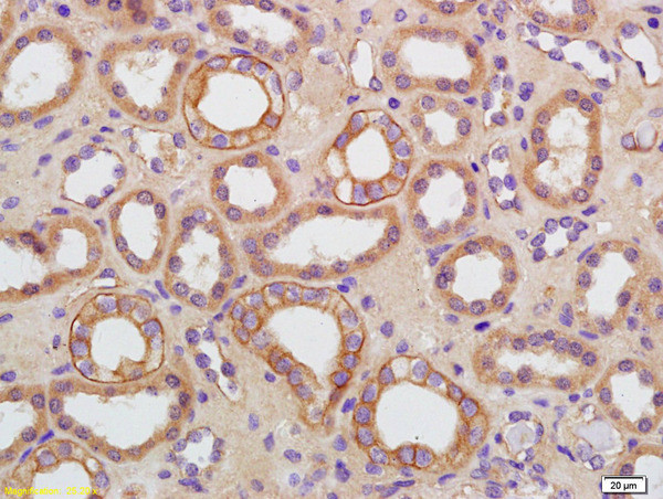 AQP9 Antibody in Immunohistochemistry (Paraffin) (IHC (P))