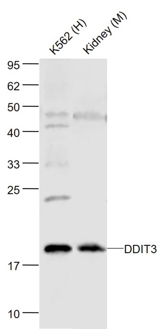GADD153/DDIT3 Antibody in Western Blot (WB)