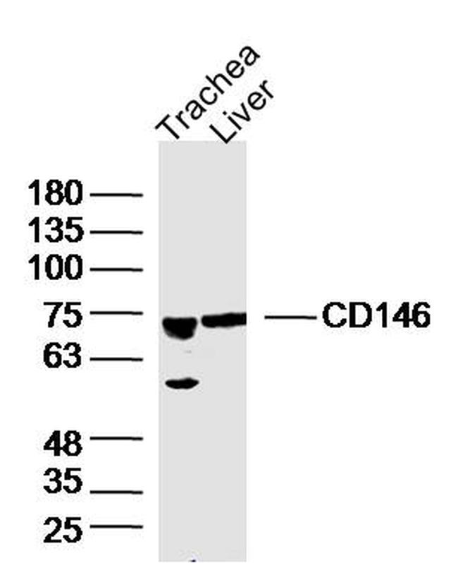 CD146 Antibody in Western Blot (WB)