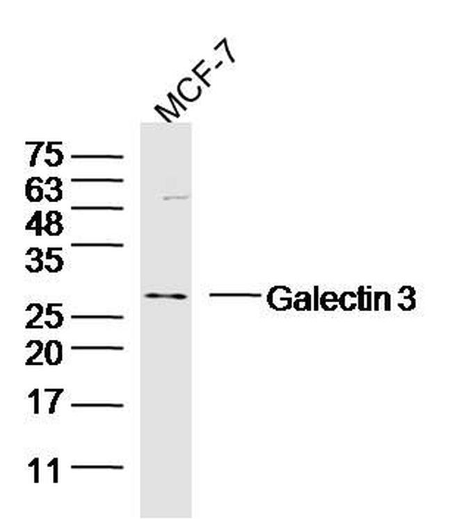 Galectin 3 Antibody in Western Blot (WB)