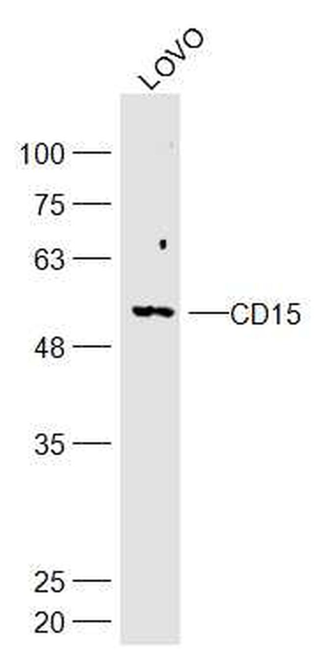 CD15 Antibody in Western Blot (WB)