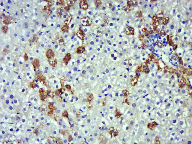 iNOS Antibody in Immunohistochemistry (Paraffin) (IHC (P))