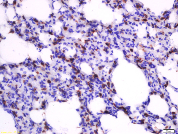 Heme Oxygenase 1, Heme Oxygenase 2 Antibody in Immunohistochemistry (Paraffin) (IHC (P))