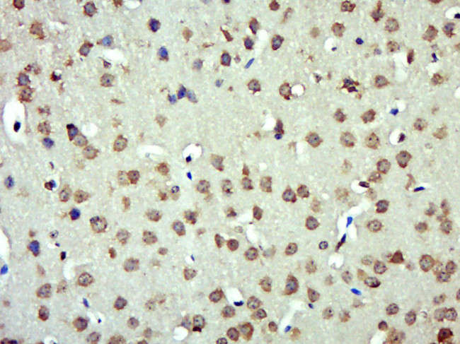Angiotensinogen Antibody in Immunohistochemistry (Paraffin) (IHC (P))