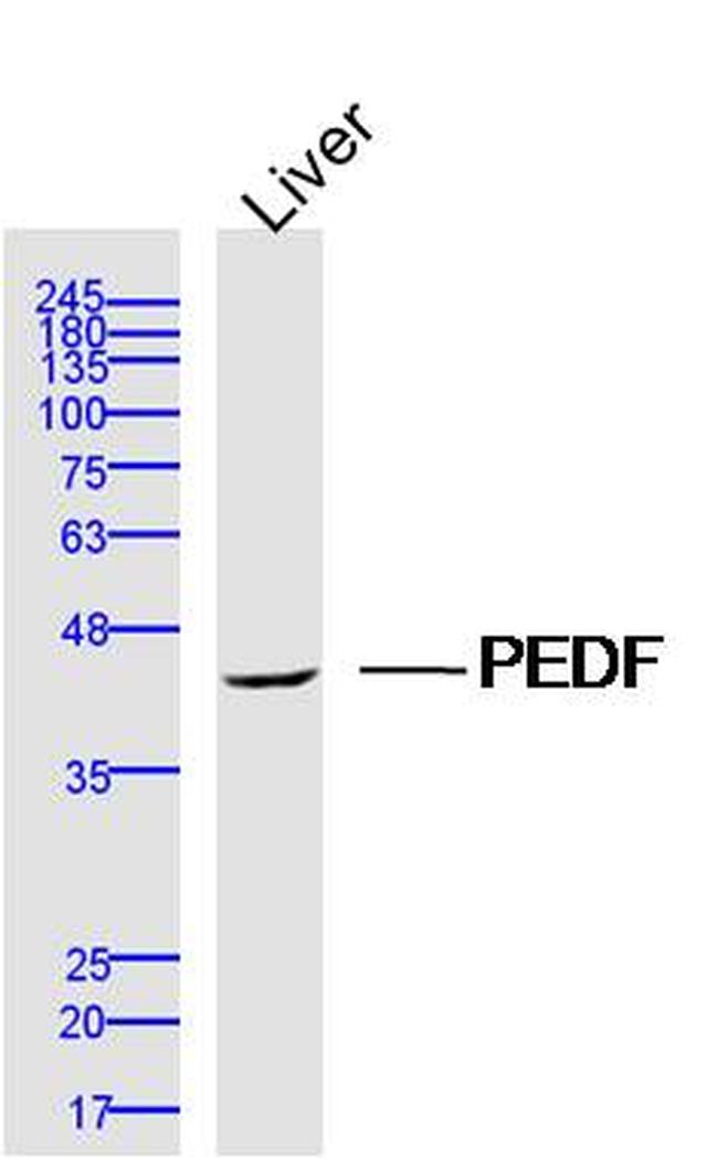 PEDF Antibody in Western Blot (WB)