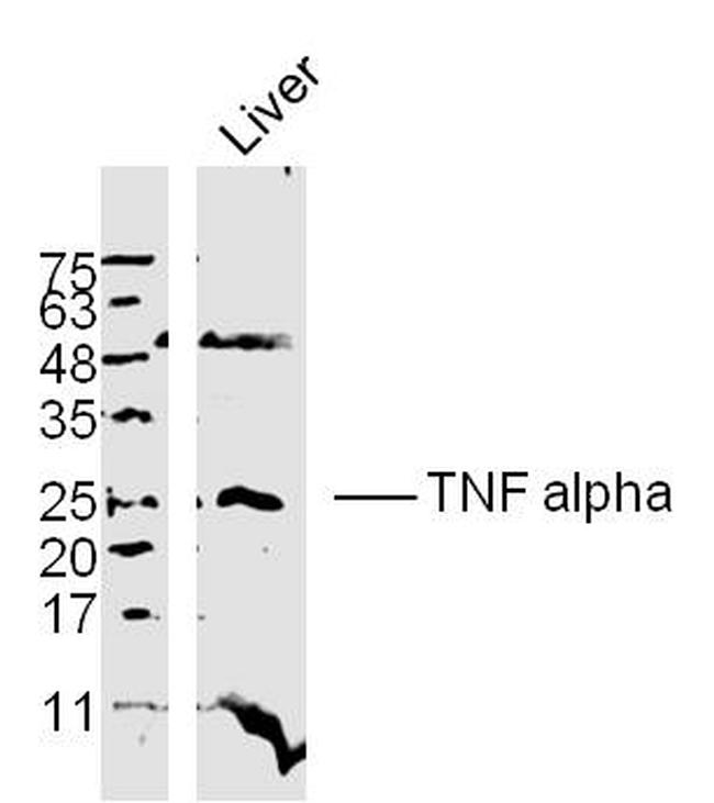 TNF alpha Antibody in Western Blot (WB)