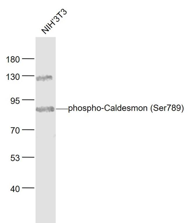 Phospho-Caldesmon (Ser789) Antibody in Western Blot (WB)