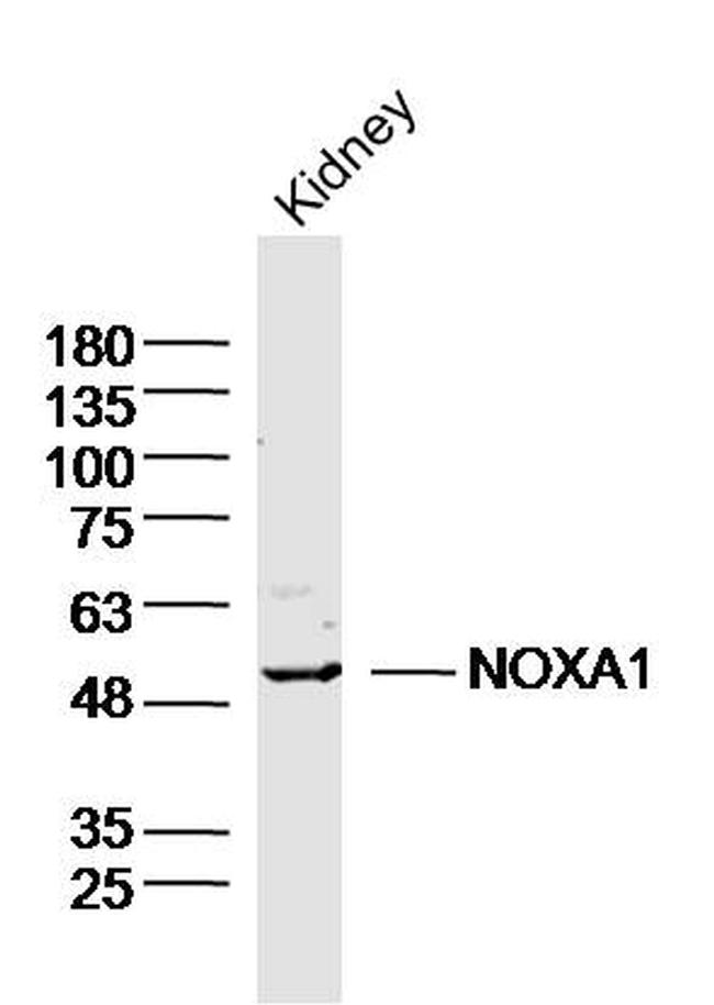 NOXA1 Antibody in Western Blot (WB)