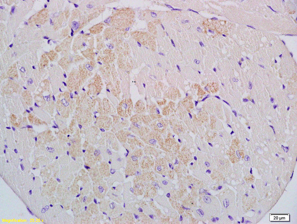 Cyp2-j3 Antibody in Immunohistochemistry (Paraffin) (IHC (P))
