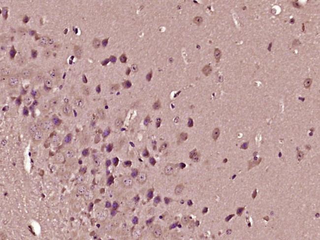 Apelin Receptor Antibody in Immunohistochemistry (Paraffin) (IHC (P))