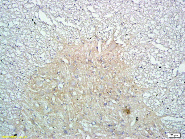 Claudin 11/OSPOligodendrocyte Marker Antibody in Immunohistochemistry (Paraffin) (IHC (P))