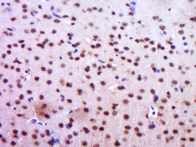GAPDH Antibody in Immunohistochemistry (Paraffin) (IHC (P))
