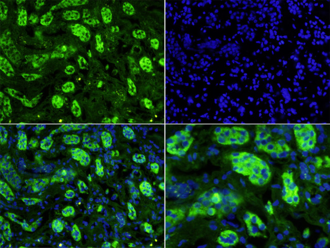 Uromodulin Antibody in Immunohistochemistry (Paraffin) (IHC (P))