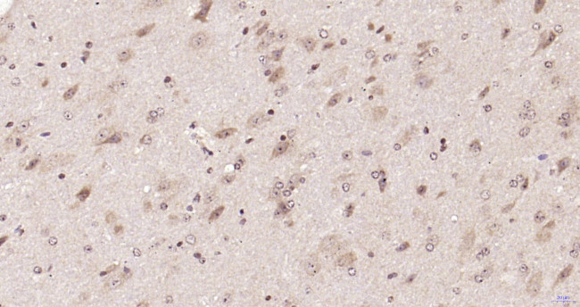 PAX6 Antibody in Immunohistochemistry (Paraffin) (IHC (P))