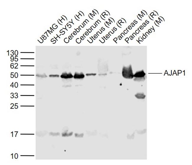 AJAP1 Antibody in Western Blot (WB)