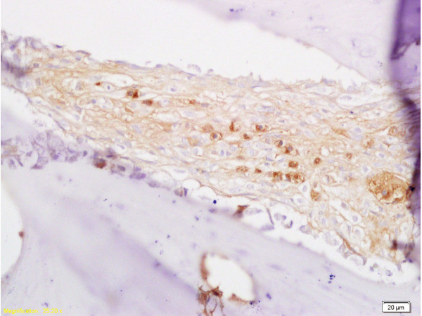 BMP7 Antibody in Immunohistochemistry (Paraffin) (IHC (P))
