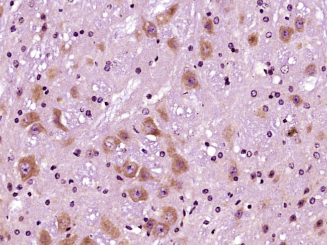 SIRT1/sirtuin 1 Antibody in Immunohistochemistry (Paraffin) (IHC (P))