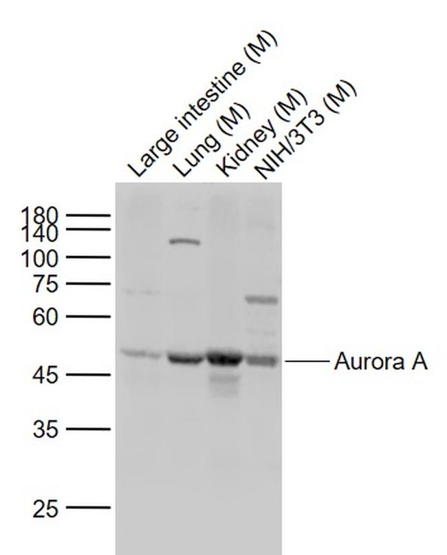 Aurora A Antibody in Western Blot (WB)