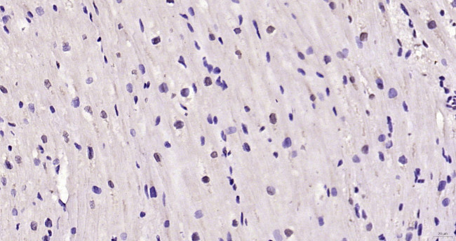KLF2 Antibody in Immunohistochemistry (Paraffin) (IHC (P))