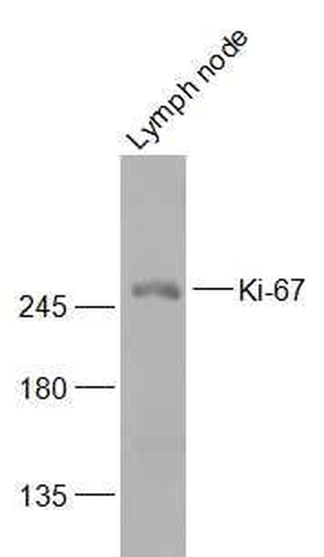 Ki-67 Antibody in Western Blot (WB)