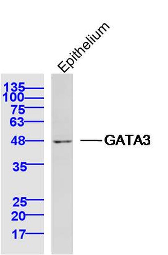GATA3 Antibody in Western Blot (WB)
