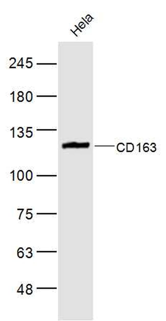 CD163 Antibody in Western Blot (WB)
