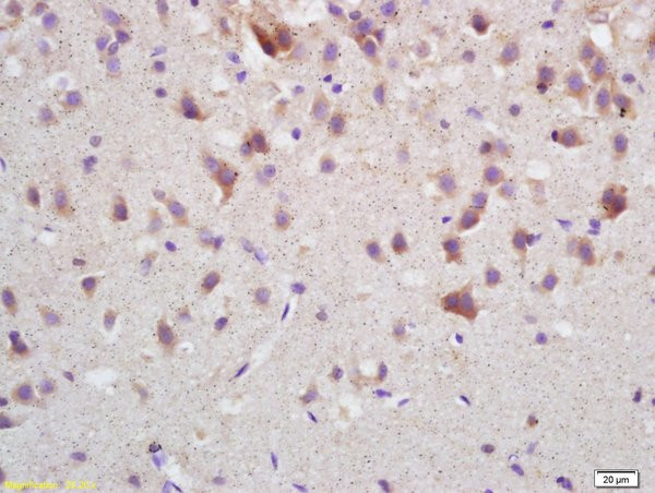 APOA1 Antibody in Immunohistochemistry (Paraffin) (IHC (P))