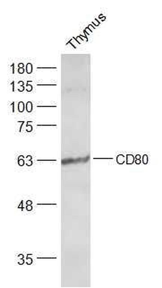 CD80 Antibody in Western Blot (WB)
