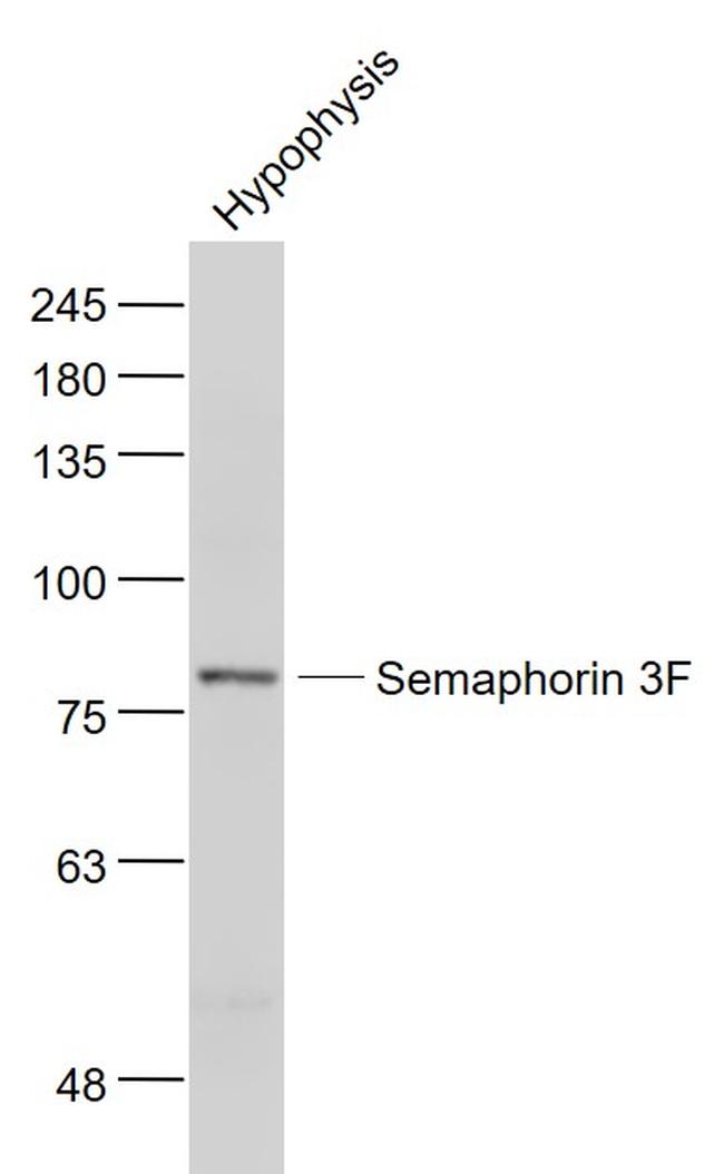 Semaphorin 3F Antibody in Western Blot (WB)