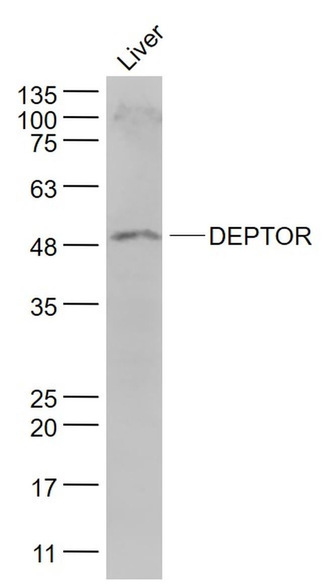 DEPTOR Antibody in Western Blot (WB)