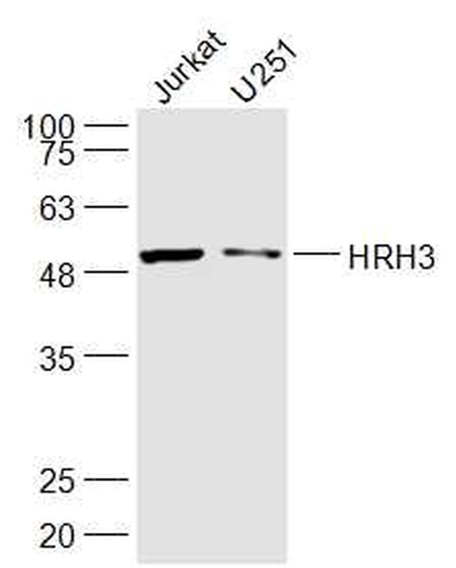 HRH3 Antibody in Western Blot (WB)